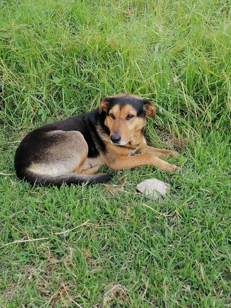 Walk_Dogs0121's tweet photo. y la ausencia de voluntad política continúa año tras año dando como resultado un panorama negativo donde las víctimas seguirán siendo los animales en situación de calle expuestos a crueldad, hambre, accidentes y enfermedades.👍Castrar perros y gatos...sigue https://t.co/pyVSVYy8dB