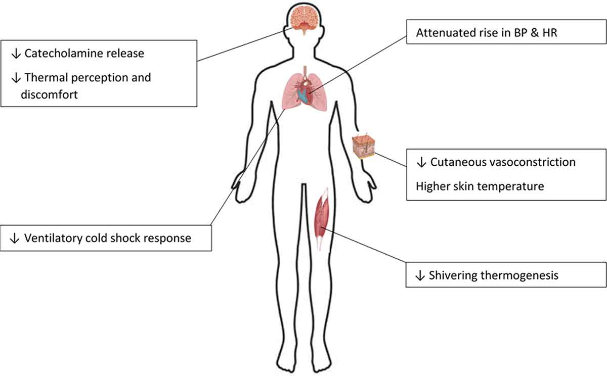 One of our latest comprehensive reviews from Beau R. Yurkevicius, Billie K. Alba, Afton D. Seeley &amp; John W. Castellani at <a href="/USARIEM/">USARIEM</a> 

Human cold habituation: Physiology, timeline, and modifiers

#openaccess #Cold #Adaptation 

🔓doi.org/10.1080/233289…
