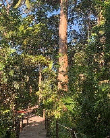SkyrailCairns's tweet image. As you experience #TheAncientRainforest make sure you stop and explore #RedPeak, where the sun breaks through the tree canopy and creates beautiful cascading shadows over this mystical land. Don't forget to join a Ranger Guided Tour! 🤠🌞 🌿 😊

📸@chelsea.alissa