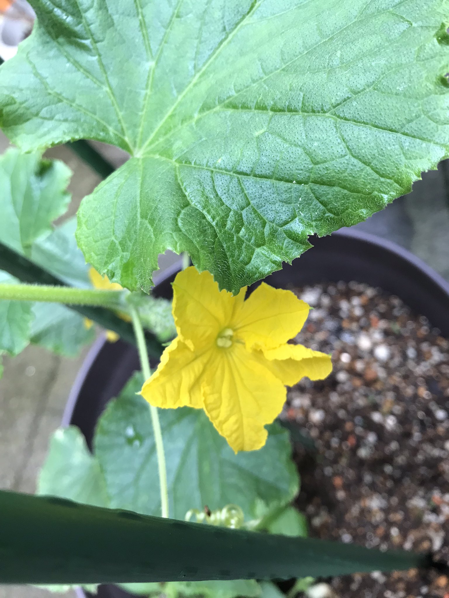 アン おはようございます 今日は3時で早退なのでお弁当は お休み 早く帰れるのは嬉しい きゅうりの 花が咲いてた きゅうり きゅうりの花 ペチュニア 小輪ペチュニア T Co Skgeezeoir Twitter