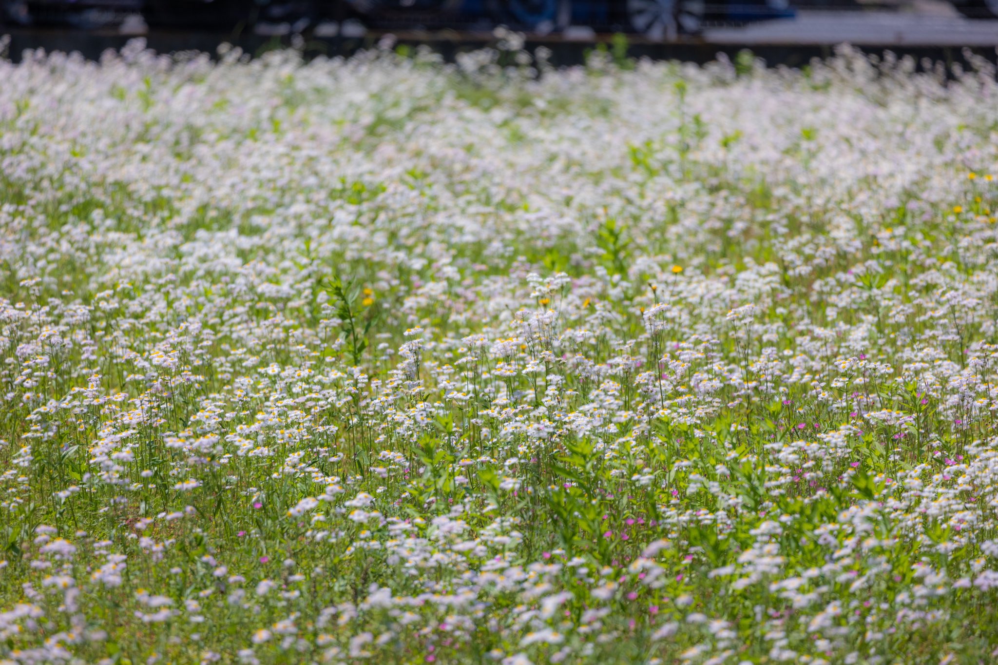 ジョー 写真家への道 空き地に咲き乱れる春紫苑 何の花 知らねばキレイ ハルジオン 花言葉は 追走の愛 別名 貧乏草 22 5 22 東京 多摩地域 Canon Eosr6 写真好きな人と繋がりたい ファインダー越しの私の世界 キヤノン党でほめ