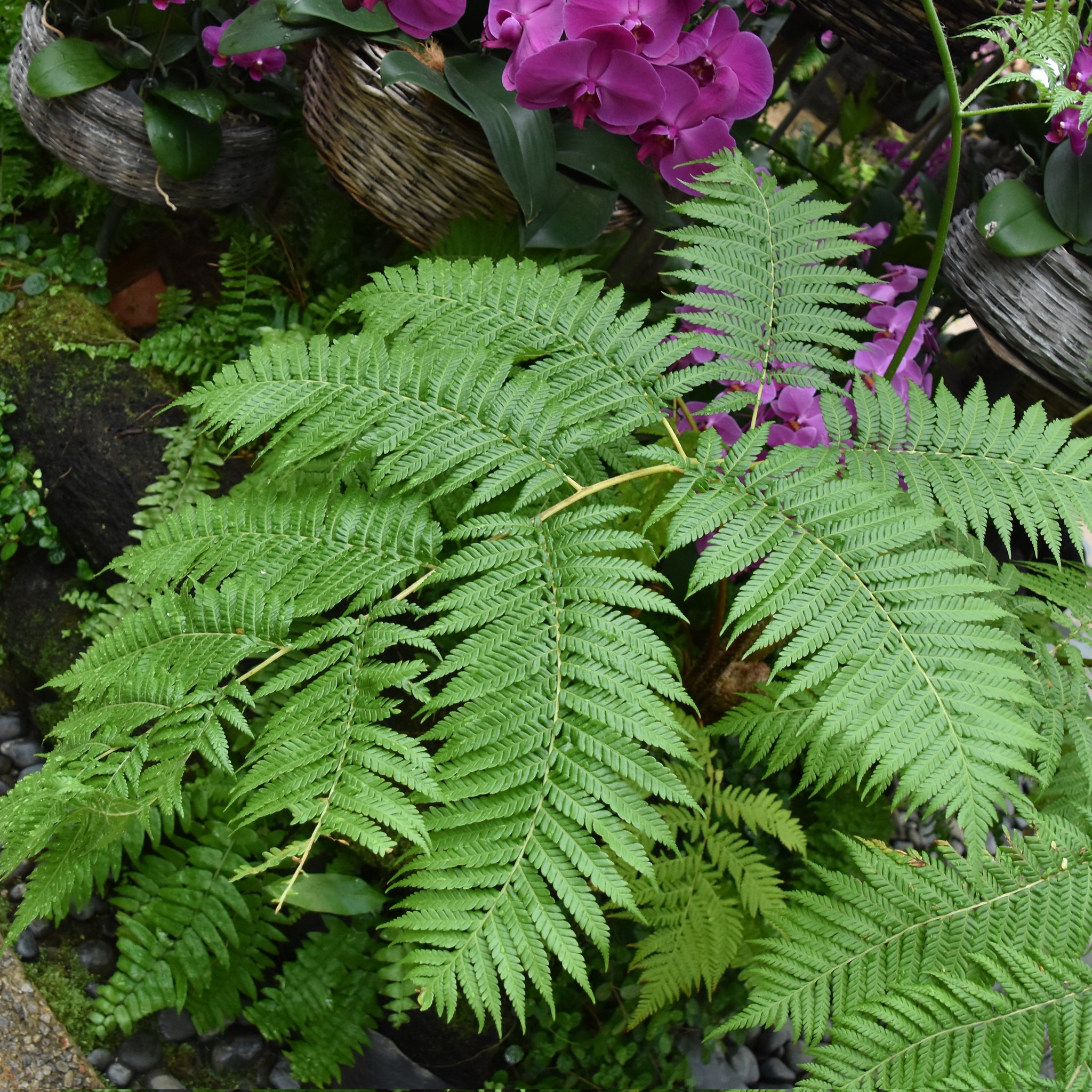 シダ植物 Twitter Search Twitter