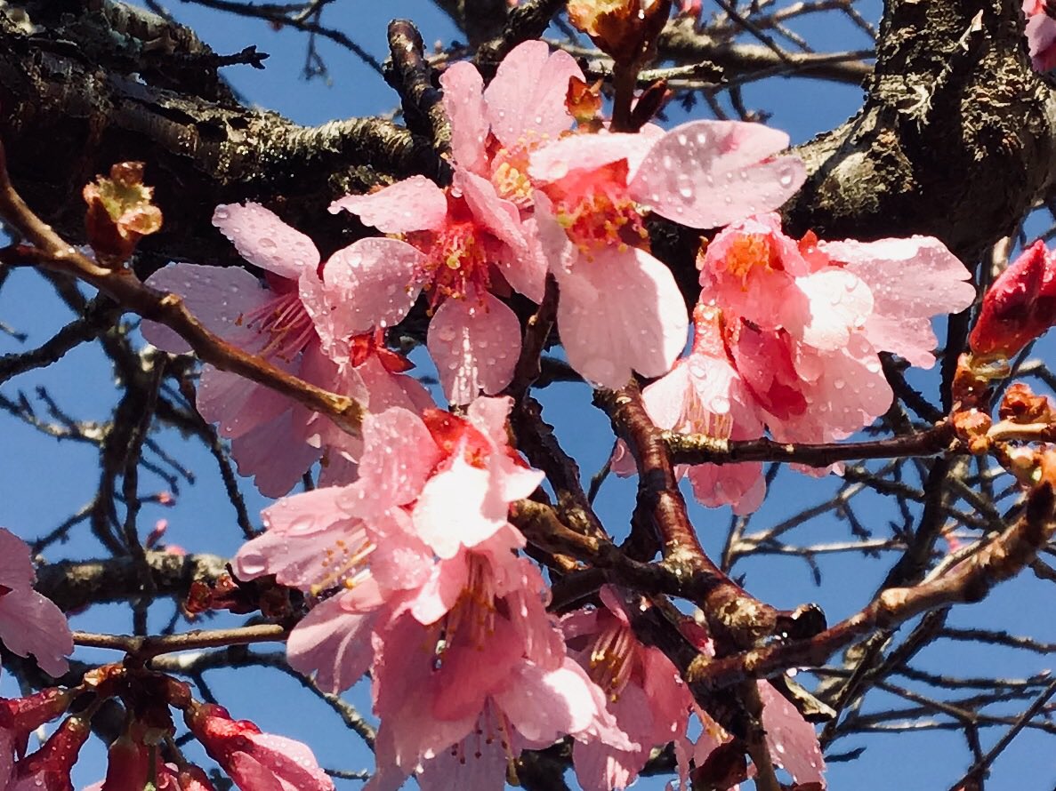 Christy Howe (@christychowe) on Twitter photo The only thing that outshines these photographs are the amazing 4th graders who took them! Thank you <a href="/EDAsurf/">Sean D. Ruttkay</a> for helping us to explore, understand, and appreciate patterns in nature. #nhcschat #nhcsLeads <a href="/BCreekElem/">BradleyCreekElem</a> #AIGAcademy The only thing that outshines these photographs are the amazing 4th graders who took them! Thank you <a href="/EDAsurf/">Sean D. Ruttkay</a> for helping us to explore, understand, and appreciate patterns in nature. #nhcschat #nhcsLeads <a href="/BCreekElem/">BradleyCreekElem</a> #AIGAcademy