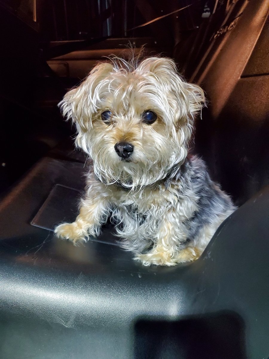 PlymouthMNPD's tweet photo. Just found on the 14800 block of 38th Ave.   Please contact our non-emergency number at 952-258-5321 if you are the owner. https://t.co/r50tNuMC26