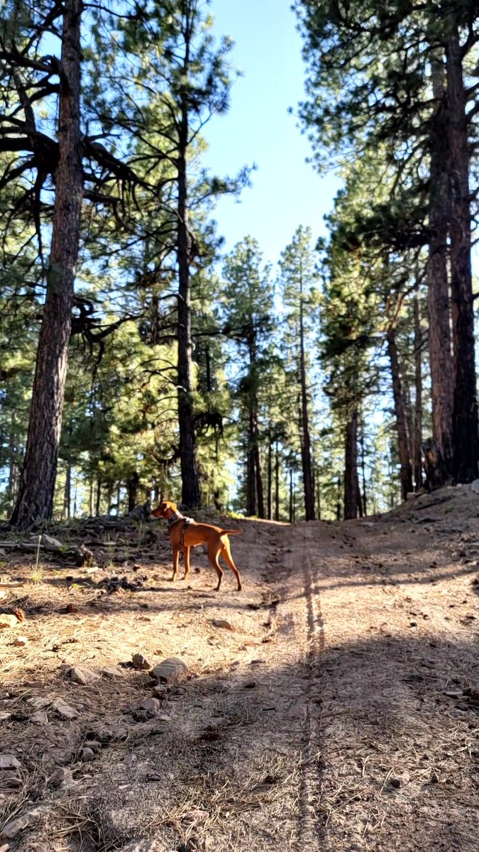 The Average Joe Runner tweet media