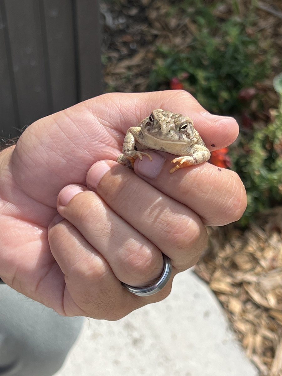 erichadventures's tweet photo. It’s toad season! Time for our yearly toad selfie 😂
#toad #fowlerstoad #tennessewildlife https://t.co/XOR9YMOAiR