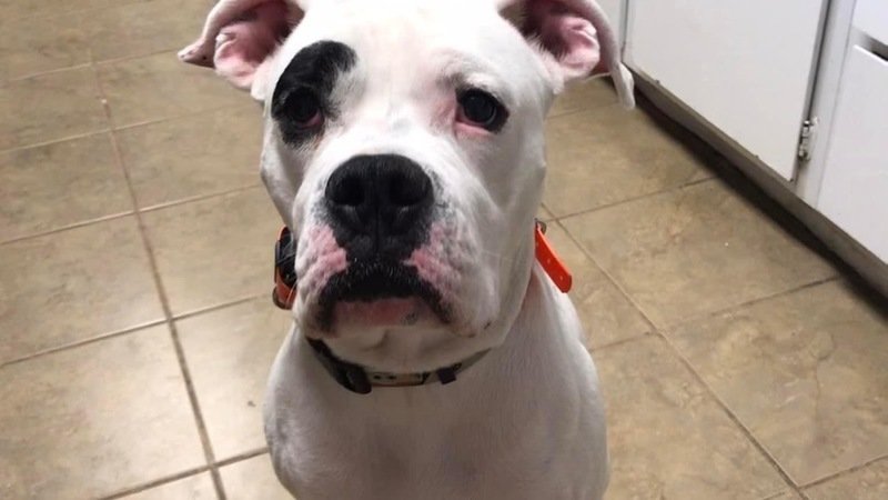 Sissy_USMC_'s tweet photo. #SAVEBENTLEY ๐๐ข๐ https://t.co/4KDFhqUmtf