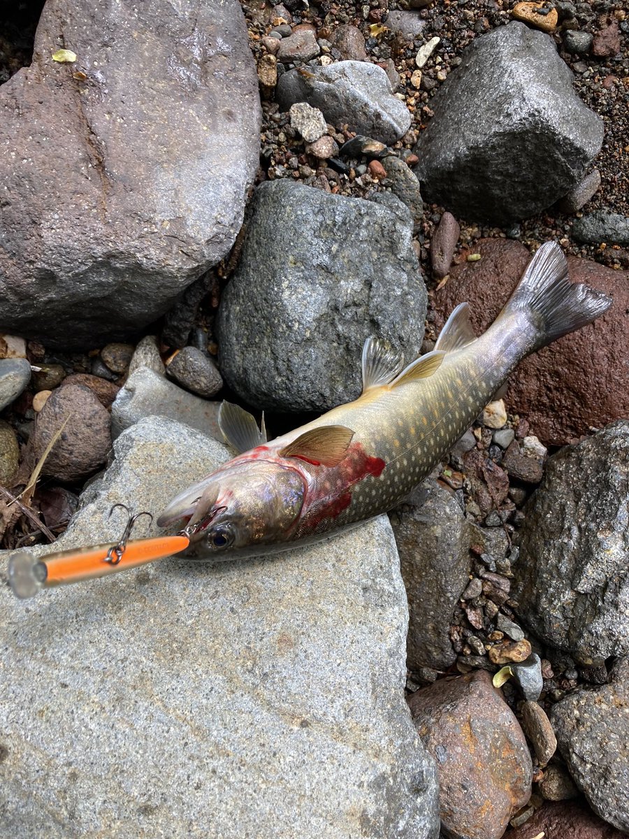 stupidxthc's tweet photo. 昨日は友人と木曽川漁協管轄の川へ行ってきました🎣
やっぱりゴールデンウィーク明けだと、魚も抜かれてるし、スレてるしでなかなかきびしかったでございました。でも、楽しかった😊
体はバキバキだけど…😫 https://t.co/4wkRlvzIst