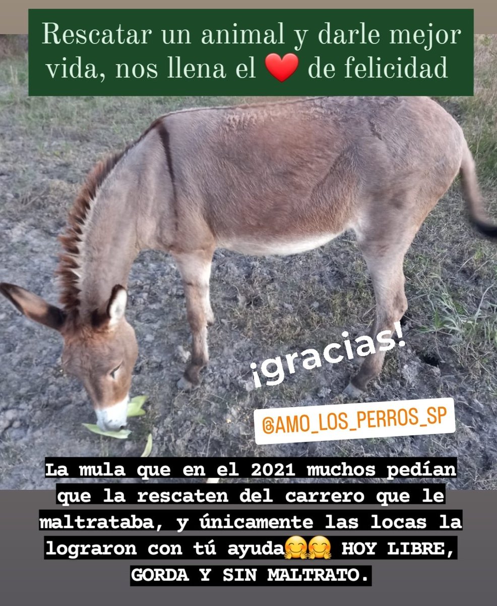 cotelaichaco's tweet photo. EstaS fotos, amamos🤗🤗🤗
Rescatada del maltrato.
HOY LIBRE, SIN MALTRATO.
GRACIAS PORQUE USTEDES ESTUVIERON AHI PRESENTE 🤗🤗🤗💪💪💪
#LAMULA
#AMOLOSPERROSSP #10AÑOSAMOLOSPERROS
❤️🐾🐴🐾❤️ https://t.co/eud1R1uGkr