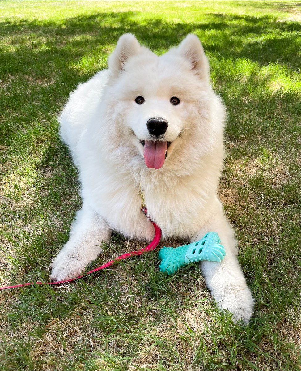 PetSmart tweet media