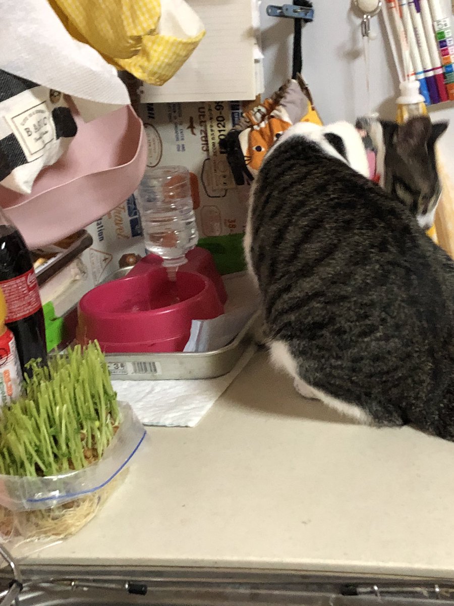 LoveMerodi's tweet photo. 23日れんちゃん
猫草の代わりに豆苗。
チョビット食べてくれました(^^) https://t.co/qD34ptNfMb