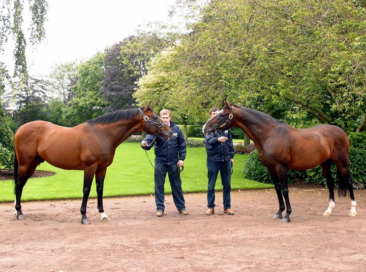 It is so hard to find a pic of this lad on a race course with a jockey on him
I remember looking for weeks for one  before I found it. Though there's 100's of photos of him at stud but very few of him racing...
Pic 1) DANEHILL &amp; Willie Carson
Pic 2) Danehill(L) &amp; Sadler's Wells