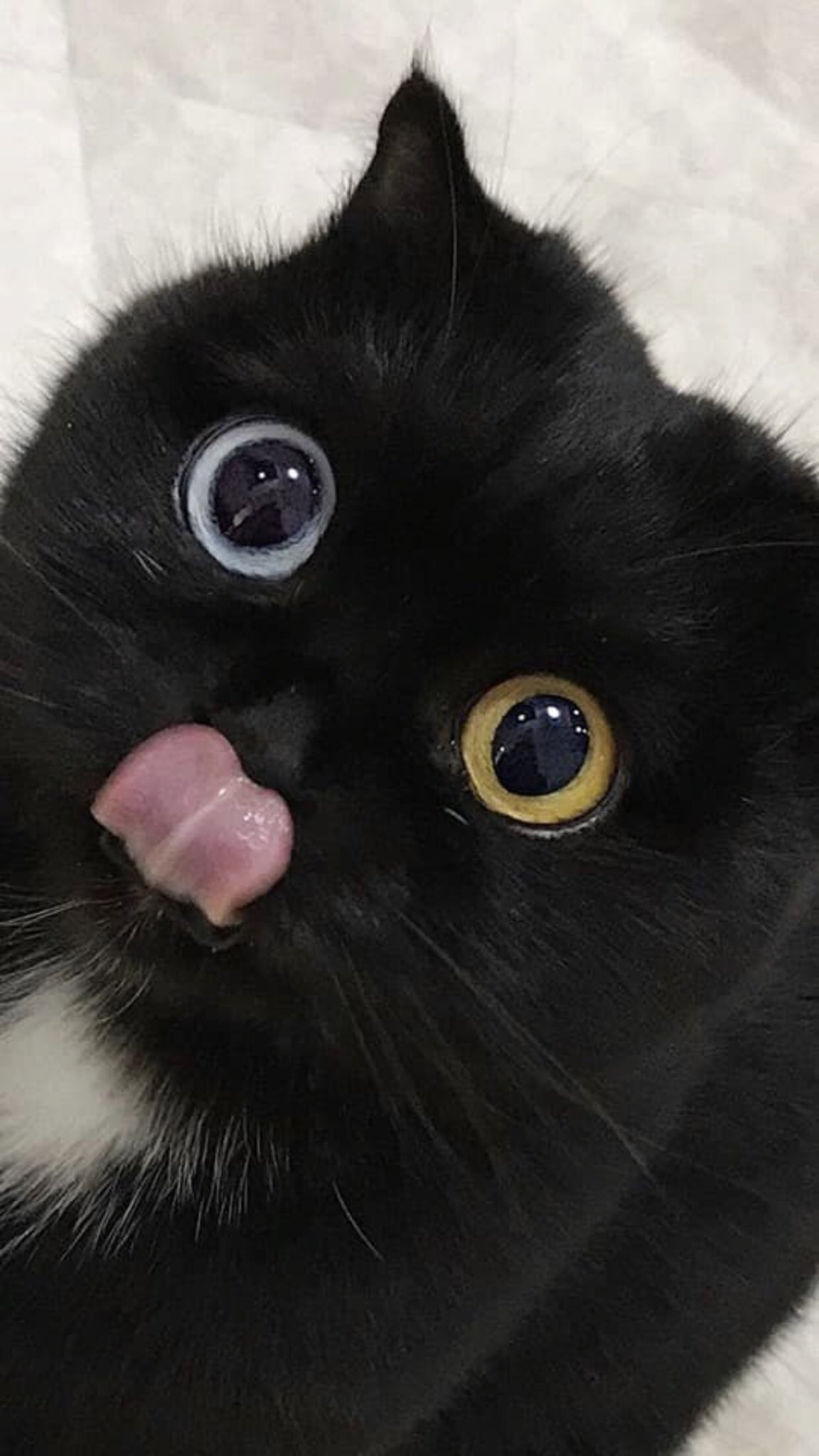 オッドアイの黒猫