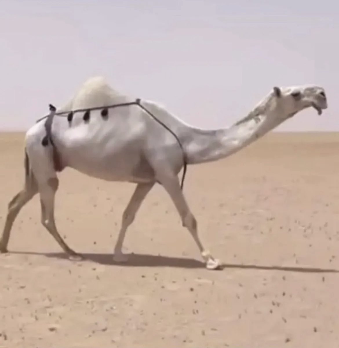 عليها تدلا قلوب عشاقها … الغاوين 
مثل ما تدلا في نحرها … .. جنيبتها 
قلادة هنوف حطت القلب بين وبين
على وصلها قامت تساوم .. بغيبتها