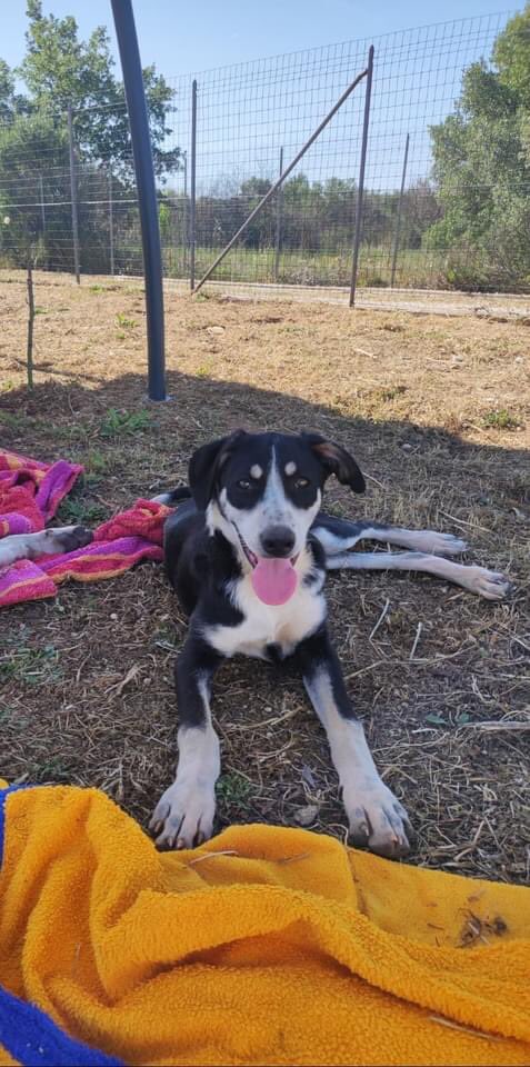 GretaSignorile's tweet photo. TRICA aspetta che qualcuno ci contatti per adottarla💔 #rt 
(Cerchiamo adozioni al centro e nord Italia). Scrivetemi x info .. #AdoptDontShop https://t.co/WhFgRMbje3