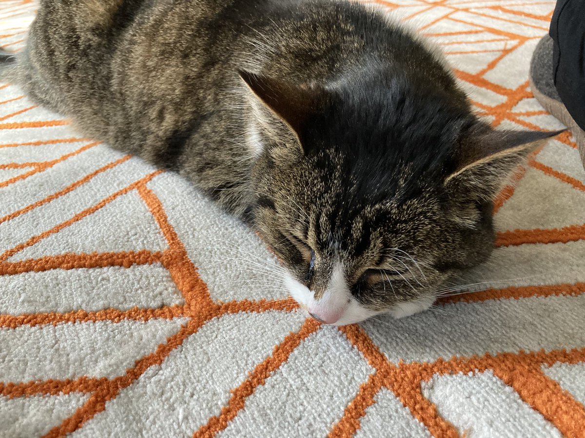 After a month of being gone with no sightings we finally found out cat and brought her home. Thank you to kind neighbors who spotted her and called us, we thought she was gone for good.