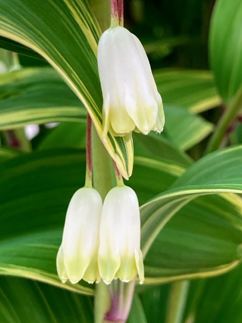 誕生花 高画質 のtwitterイラスト検索結果 古い順