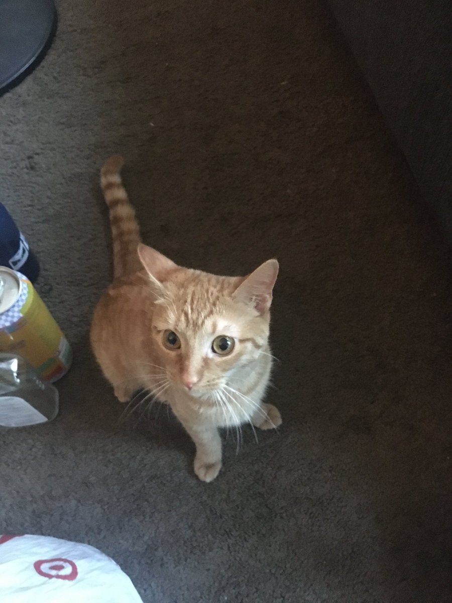 Our kitten named is Yolanda.