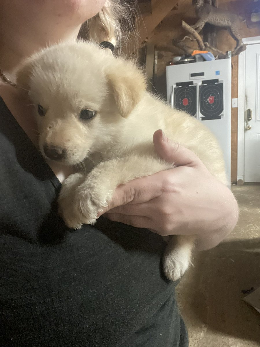 NickiJJ_AI's tweet photo. I don’t know if I’ll do daily updates but here is a thread of pictures of Theodore. as well as updates &amp; the lot. Enjoy him 🥺 https://t.co/cSEw99qbki