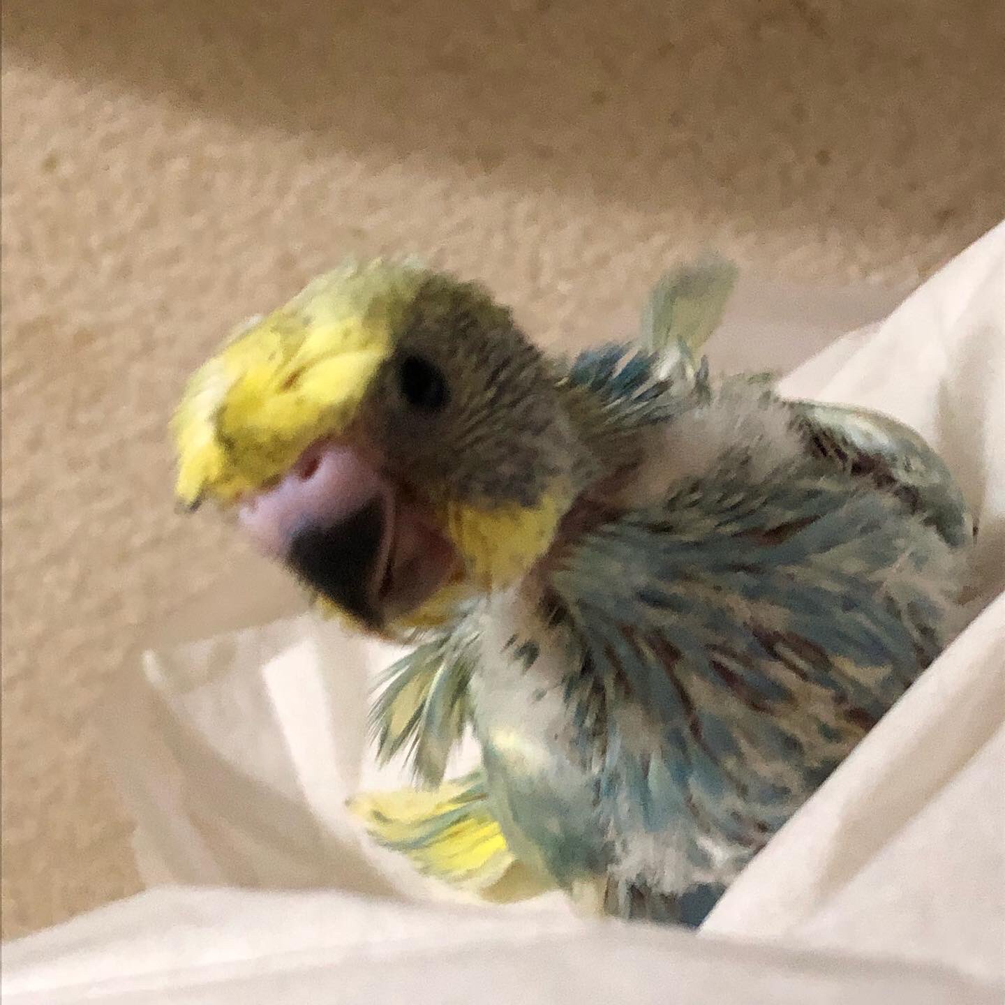 Tuffy 11tuffy Twitter