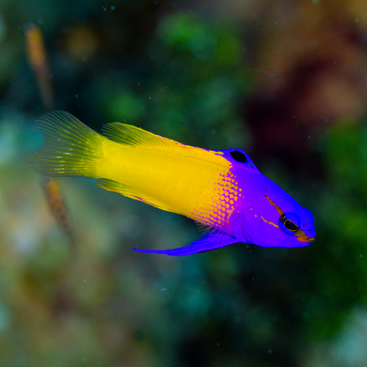 Worldwide, annual spending on biodiversity conservation is about $6 billion USD. The United States alone spends about $30 billion USD in three professional sports leagues (football, baseball, and basketball) per year. We need to get our priorities straight. #BiodiversityDay