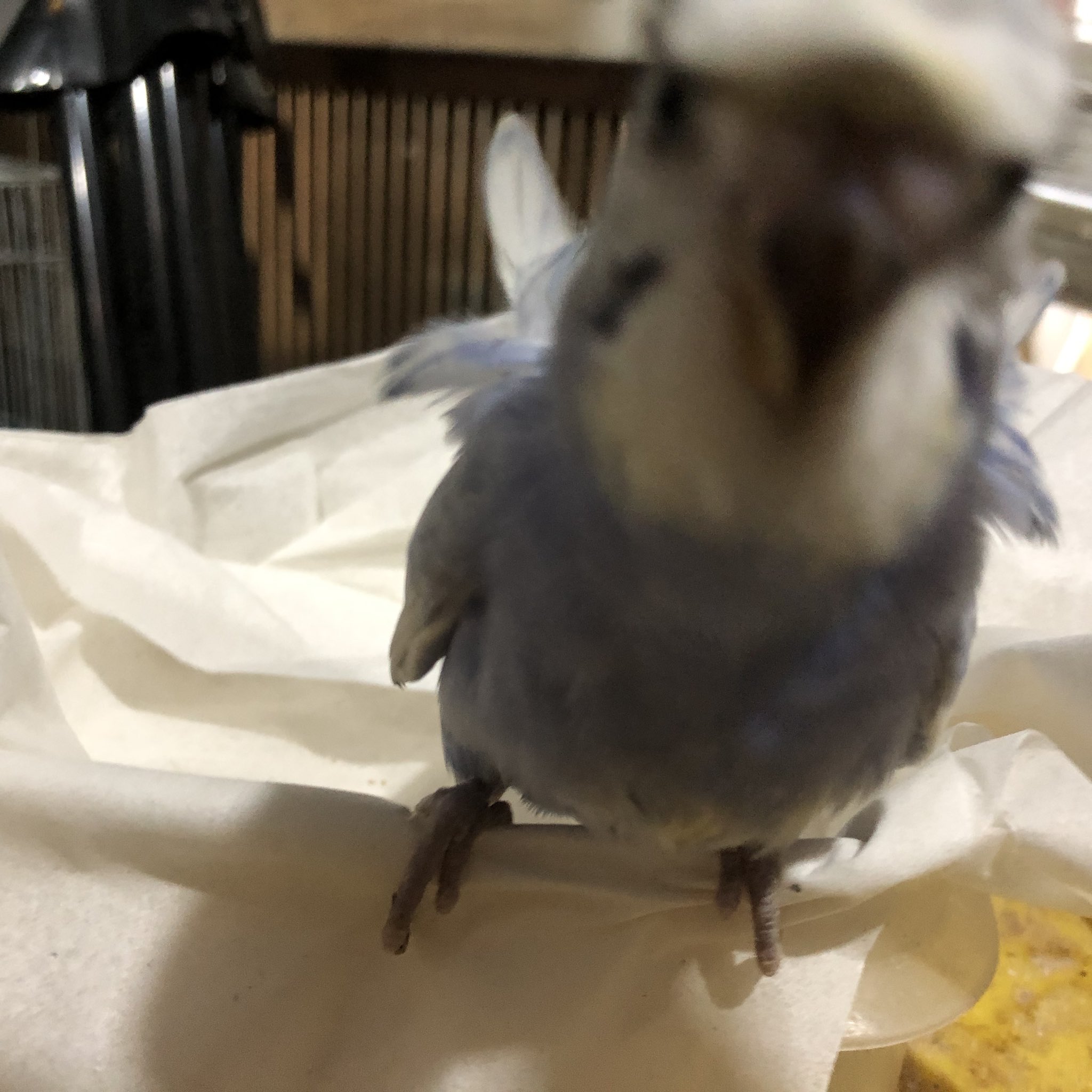 Tuffy 11tuffy Twitter
