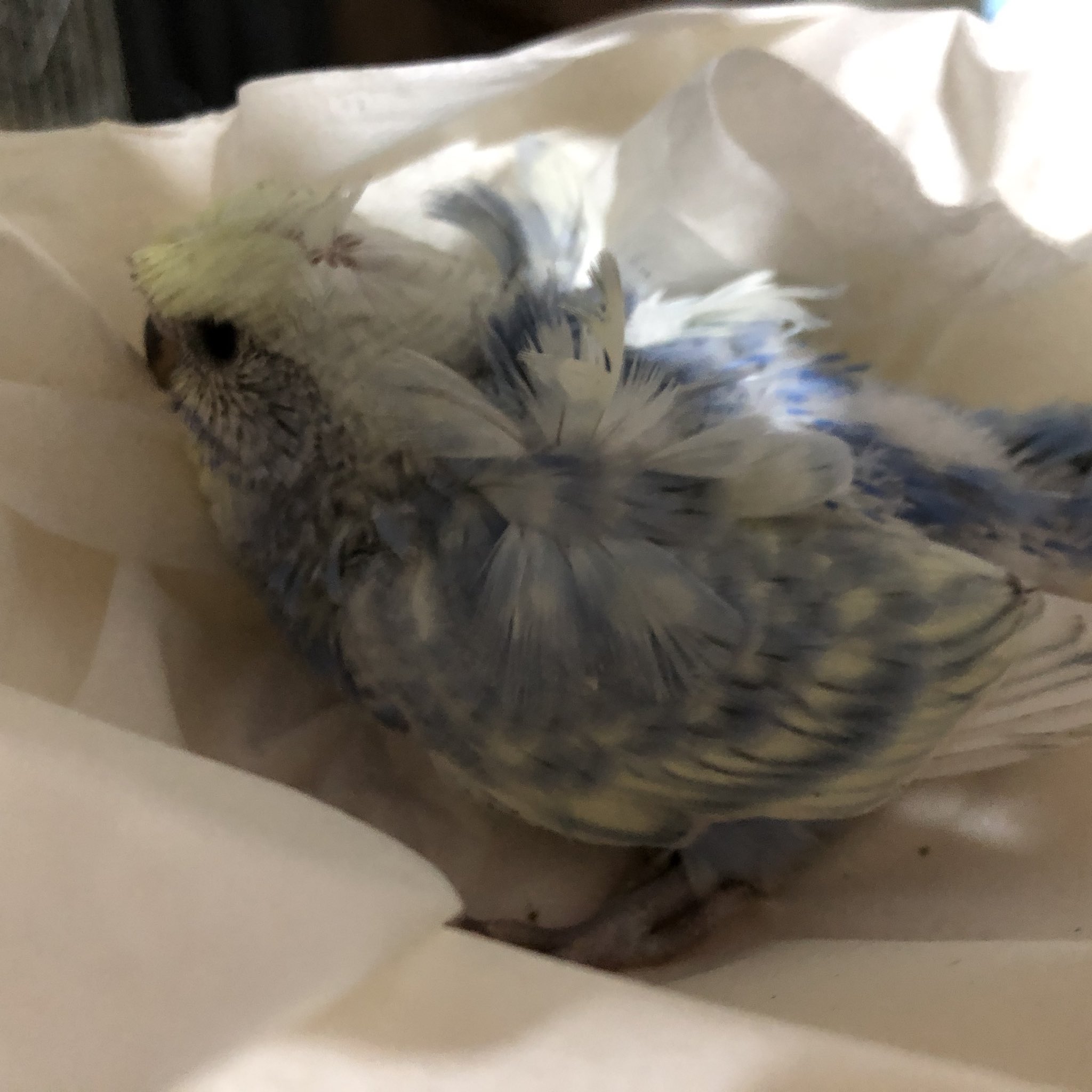 Tuffy 11tuffy Twitter