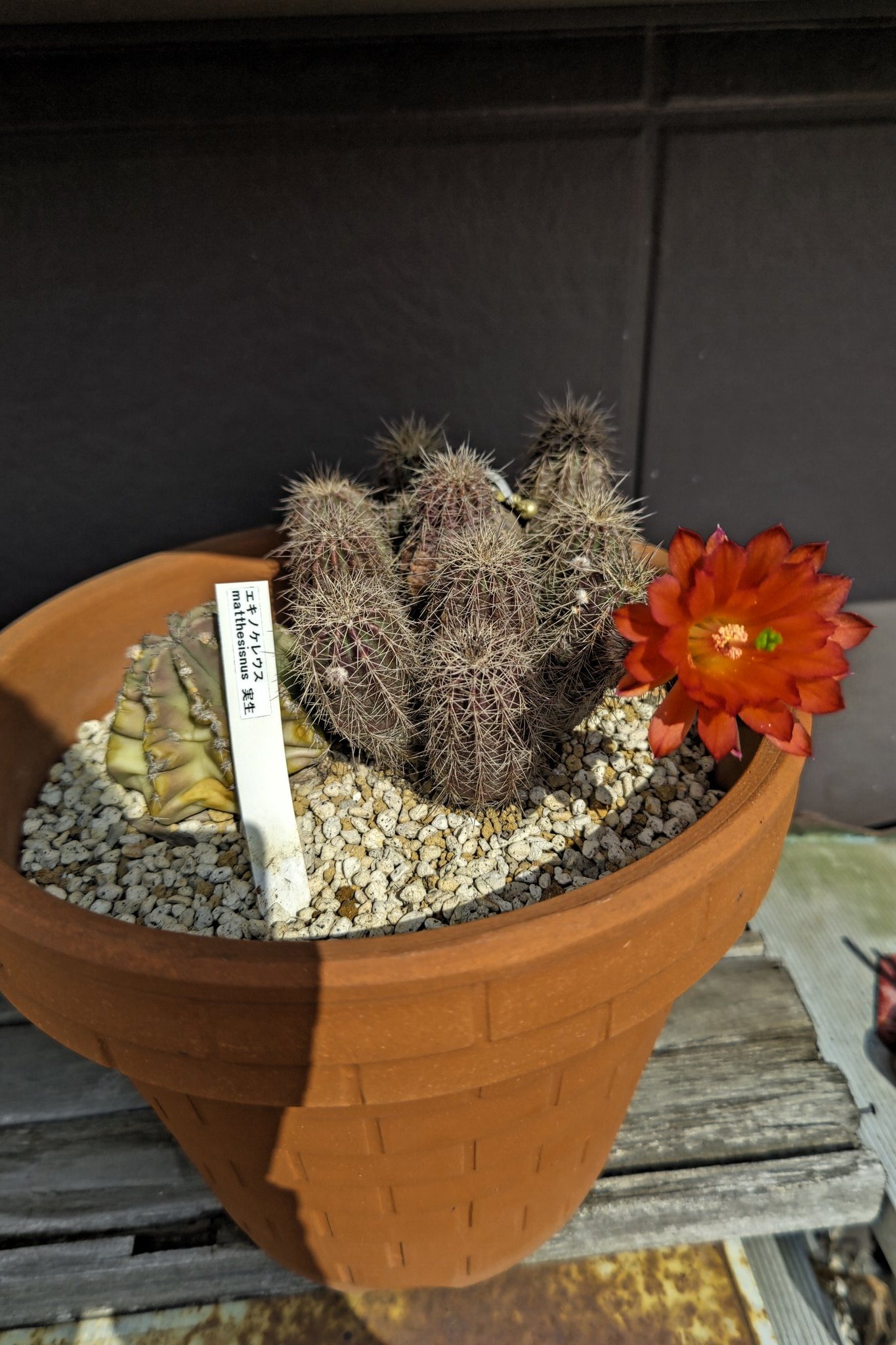 サボテンが花をつけている Twitter Search Twitter