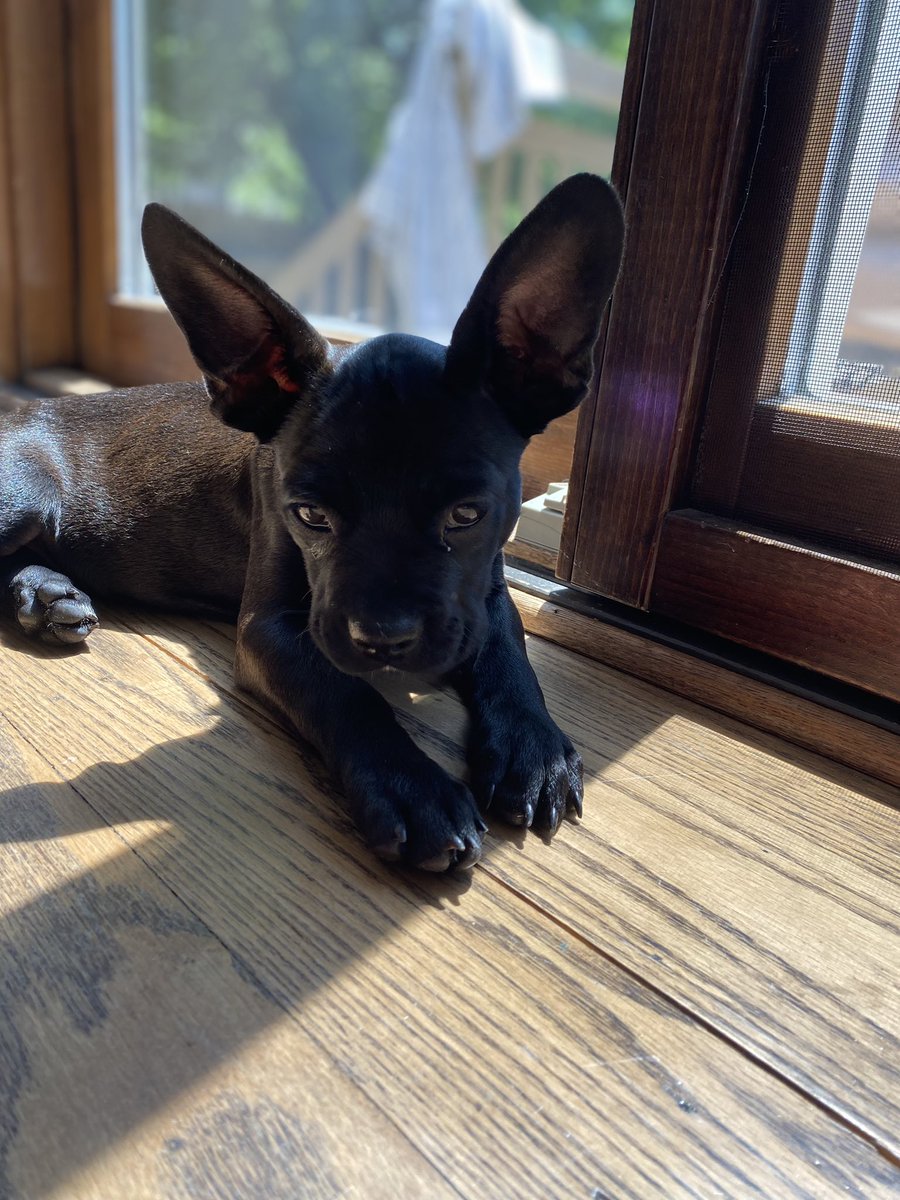 hi twitter
please help me name this bat who joined our family today 👀😍🥰