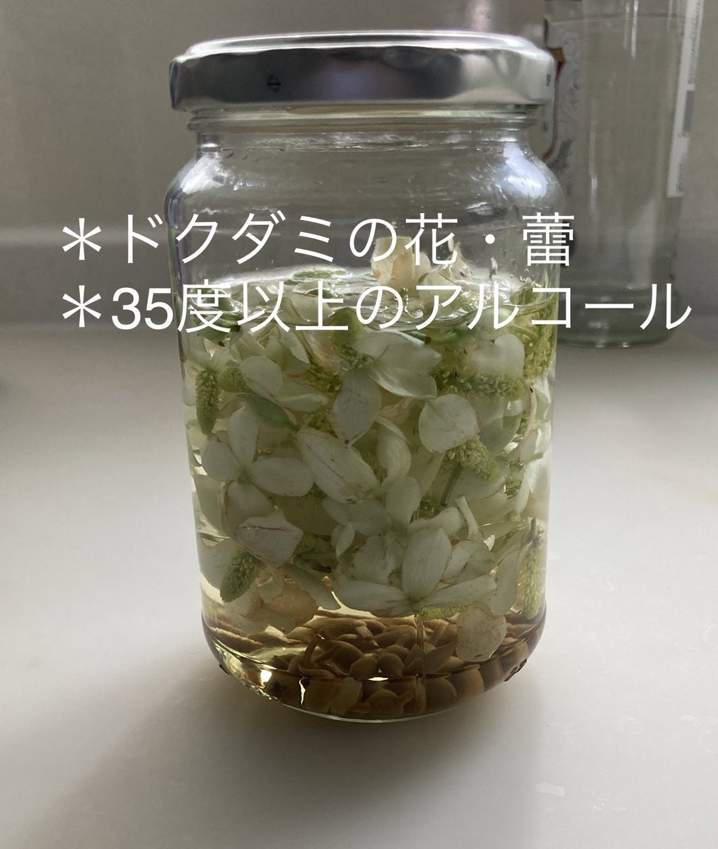 musique_sympa's tweet photo. ドクダミの花エキス❀

花に含まれるイソクエルチトリンは、高い抗酸化作用や抗炎症作用があり細胞を若々しく保ってくれる

化粧水にして、美肌、美白、日焼け後のケアにいい感じです❀
もちろん虫刺されにも◎

＊摘んできたら、洗わずに瓶に詰めアルコールに浸ける
＊1ヶ月程で完成 https://t.co/QAp6phsu4N