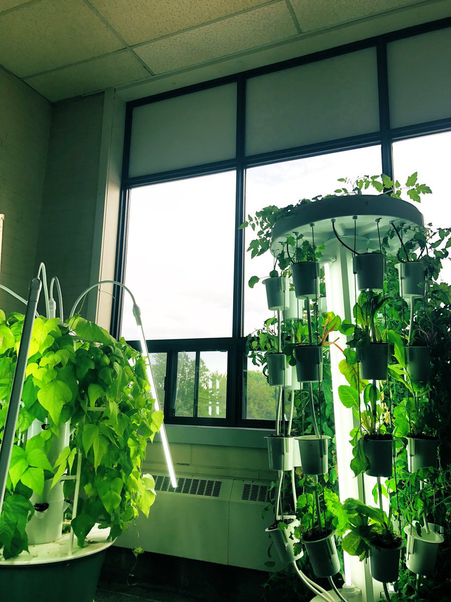 Sunday check 🥰 these beauties are thriving! <a href="/dsbn/">District School Board of Niagara</a> <a href="/powthorold/">Prince of Wales S Public School</a> <a href="/PoWThoroldPS/">Prince of Wales</a> <a href="/PisekKelly/">Kelly Pisek</a> <a href="/Nutritower/">Nutritower INC.</a> <a href="/GardenTowers/">Garden Towers</a>