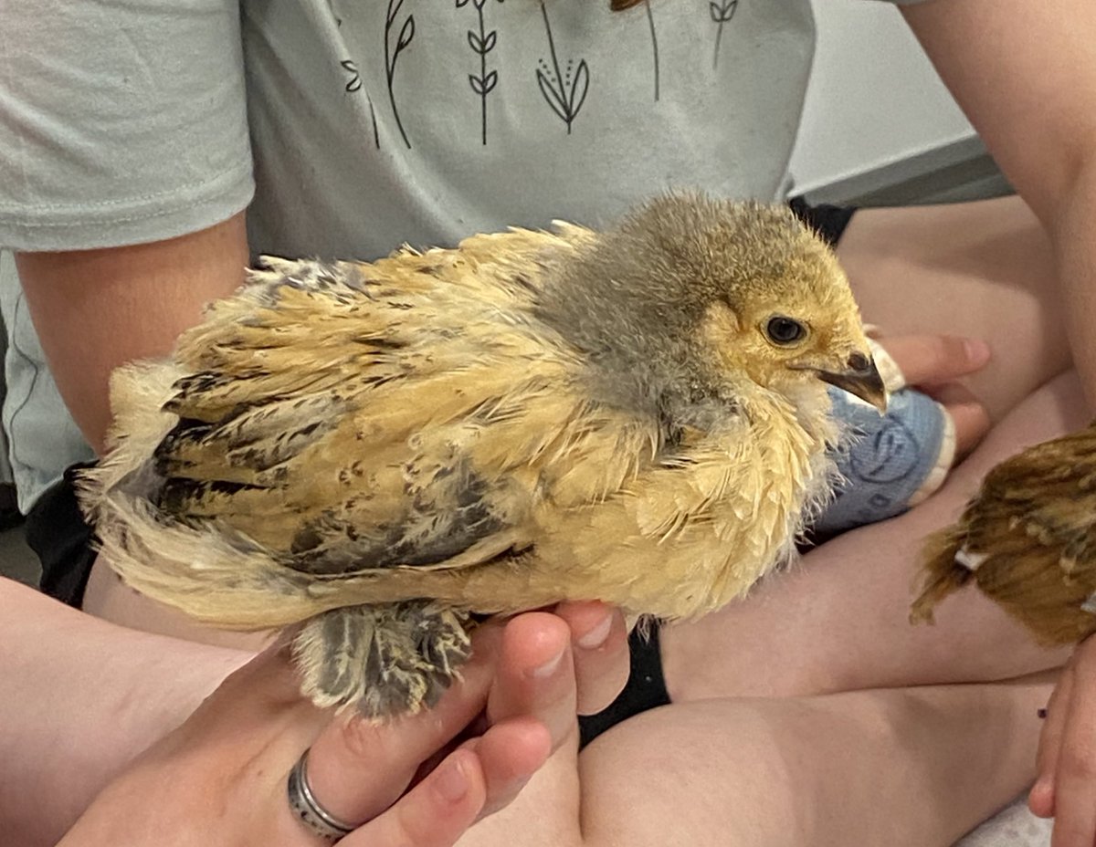 Friday was our final day with the chicks in our classroom. We will miss the chirps and peeps of our babies. This has been such a wonderful experience for our PACK! #chickencircletime #sciencerocks #tallmadgegold <a href="/CerafinaG/">Cerafina Gotto</a> <a href="/n_pappagallo/">Natalie Pappagallo</a> <a href="/TallmadgeMiddle/">Tallmadge MS</a> <a href="/MeyerHatchery/">Meyer Hatchery</a>