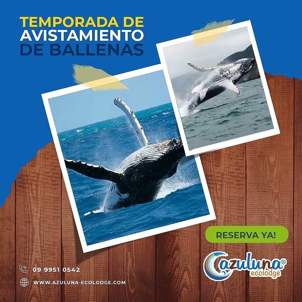 #azulunaecolodge #humpbackwhales #ballenasjorobadas