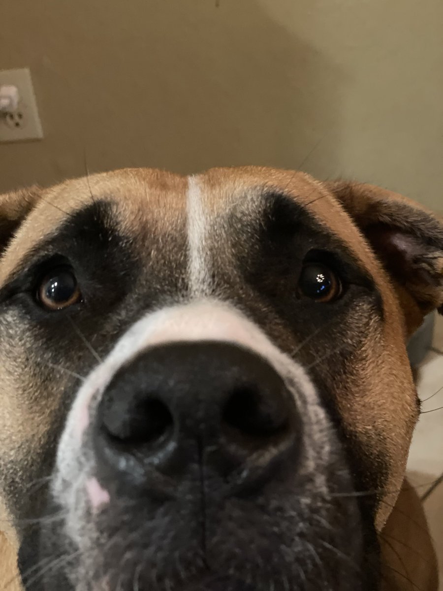 7houndog's tweet image. #Ruger #SnootABoop