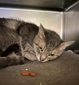 NYCDEATHROWCATS's tweet photo. THERE ARE 15 ANIMALS (6 CATS &amp; 9 DOGS) AT RISK FOR TUESDAY  5/24/22 DEADLINE IS NOON. PLEASE SHARE, FOSTER, ADOPT, TAG FRIENDS, POST TO SOCIAL MEDIA SITES, PLEDGE TO HELP SAVE THEIR LIVES. https://t.co/Rt2PL8RaPy https://t.co/EJYi2gOPt6