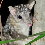 A new project to help the endangered northern quoll... We're working with @GulfSavannahNRM, @awconservancy, @jcu &amp; Western Yalanji traditional owners. Read more: https://t.co/t4aNzK7Eae 
Image: Wayne Lawler
@tscommissioner @envirogov #quoll #endangered #threatenedspecies 