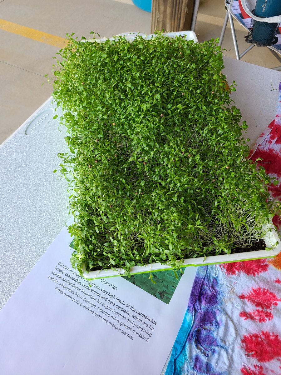 DocJim123's tweet photo. In 2019 @SameenaSalcin @fm_newton &amp; @DocJim123 spoke at a community outreach event. The topic was #EatingYourFruitsandVegetables and the nutritional value of #microgreens . Fast forward 2022 @HallCountyFarm1 @HallCoFarmerMkt...#radish, #pea, #sunflowe, #spicysalad micrograms https://t.co/rnAKdDw4OM