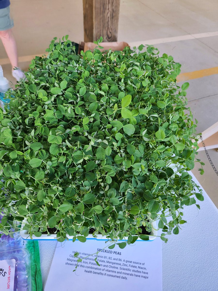 DocJim123's tweet photo. In 2019 @SameenaSalcin @fm_newton &amp; @DocJim123 spoke at a community outreach event. The topic was #EatingYourFruitsandVegetables and the nutritional value of #microgreens . Fast forward 2022 @HallCountyFarm1 @HallCoFarmerMkt...#radish, #pea, #sunflowe, #spicysalad micrograms https://t.co/rnAKdDw4OM