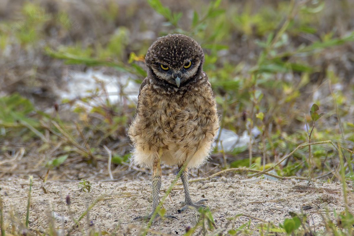 TB Wildlife Photography tweet media
