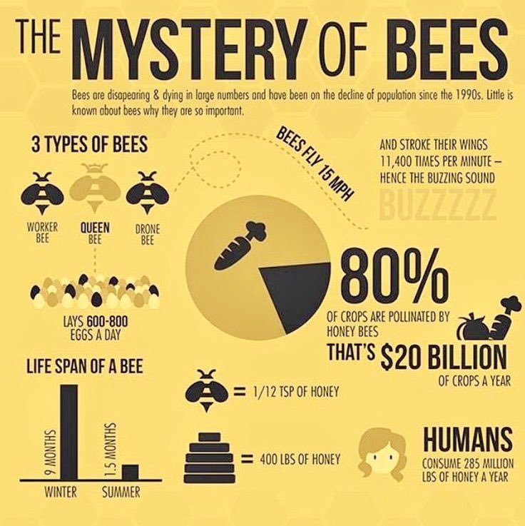 BeeWorldNft's tweet photo. #SaveTheBees https://t.co/tB35YrPjw0