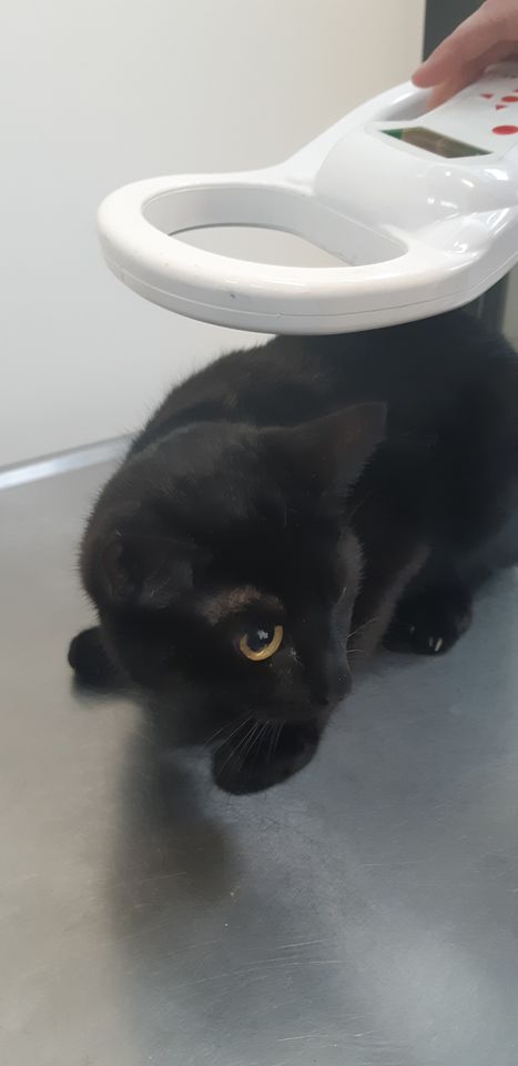 SAZ_katten's tweet photo. ❗️Juni Chipmaand: laat je dier gratis chippen!
Daarom is juni uitgeroepen tot Chipmaand. Samen met de Gemeente Amsterdam, de Dierenambulance en DOA doen wij mee aan deze speciale actie om katten in juni kosteloos te voorzien van een chip.
#Zogechipt #chippen #katten #belons https://t.co/DpVXpn6ijR