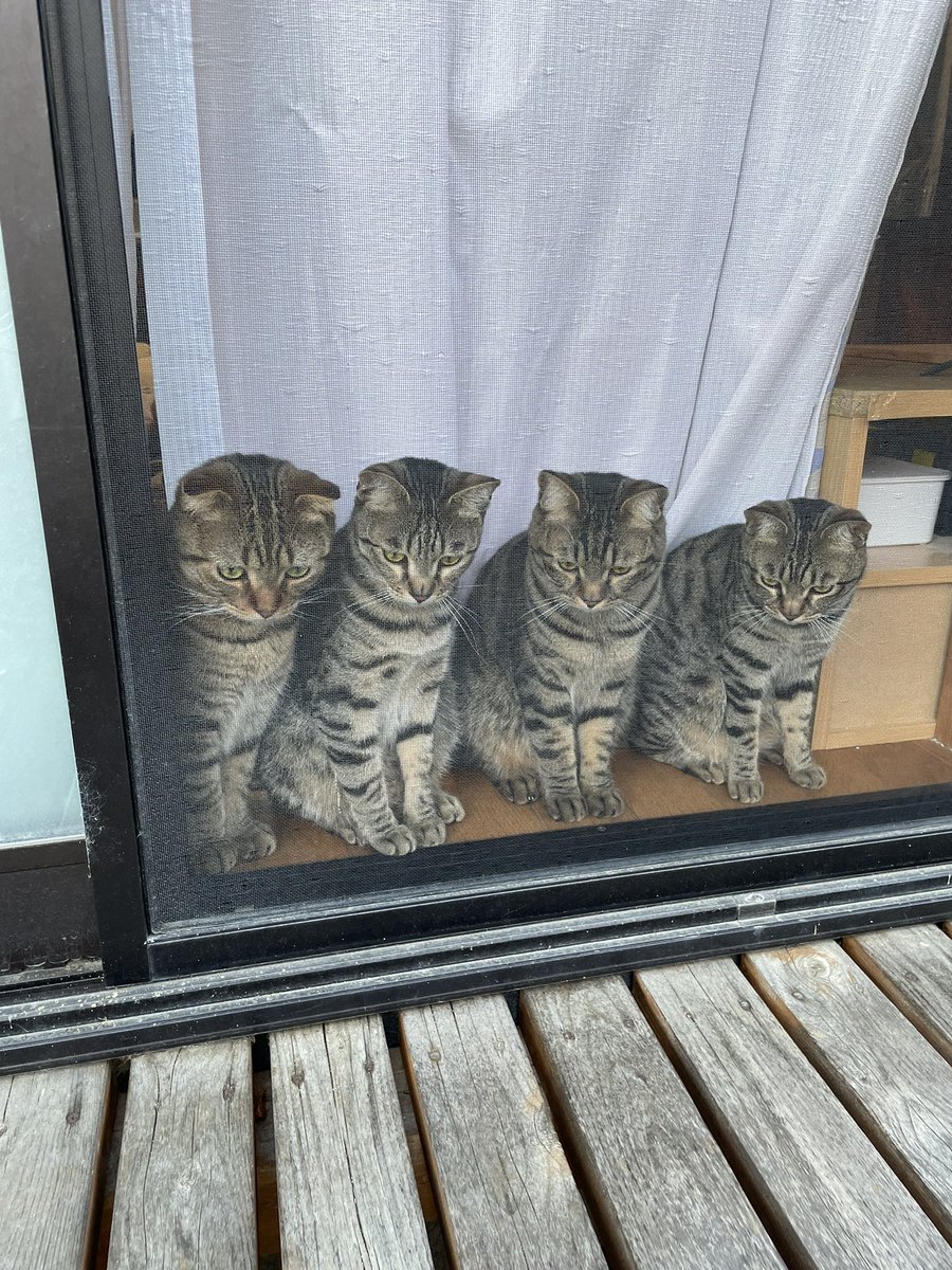 窓の掃除しろよな 猫4匹が窓際で一斉ガン見 目線の先は うわ 汚ったな めっちゃ黒いなぁ まいどなニュース