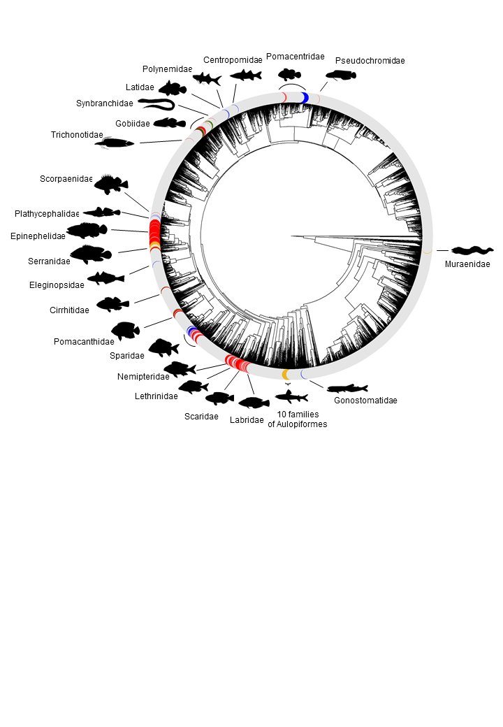 Published! The evolutionary history of sexual systems in fish, with &gt;4600 sp. analyzed. Separate sexes is the ancestral system, and sequential hermaphroditism is an intermediate step in the evolution of simultaneous hermaphroditism.
nature.com/articles/s4146…
<a href="/cbenvenuto73/">Chiara Benvenuto</a> <a href="/ICMCSIC/">ICM-CSIC</a>