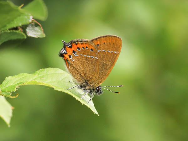 savebutterflies's tweet image. The first Black Hairstreak butterflies of 2022 spotted on Friday in Monks Wood and Brampton Wood, Cambridgeshire 😍 🦋 

Find out more about this species 👉 butrfli.es/2L4Th7j

📸 : Phil Bromley

#SaveButterflies #MothsMatter