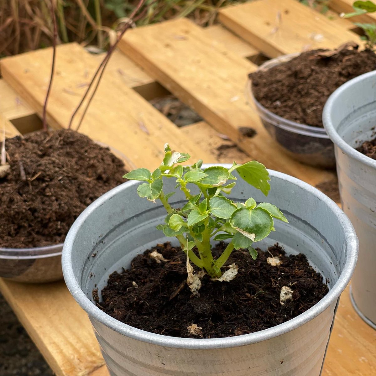 InstPriveAlif's tweet photo. [📸] Depuis la rentrée des vacances de printemps, les élèves se sont lancés dans le jardinage. Comme les espaces verts autour du bâtiment sont en cours de réaménagement, c’était l’occasion de créer un coin pour le potager. https://t.co/tjl0dV3Lci