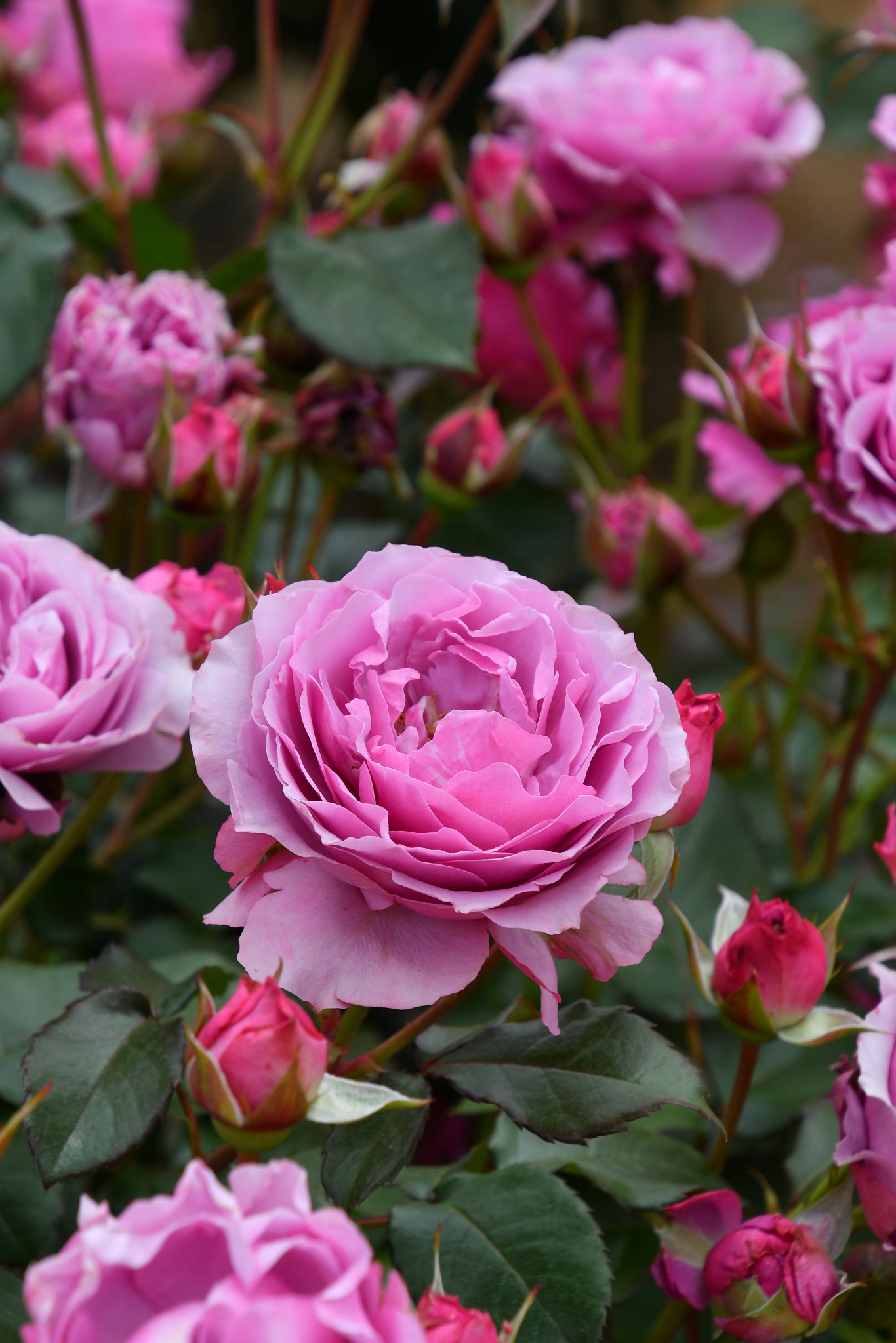 バラの家 公式本店 Rosa Orientis on X: バラの家 公式本店 Rosa Orientis on X: