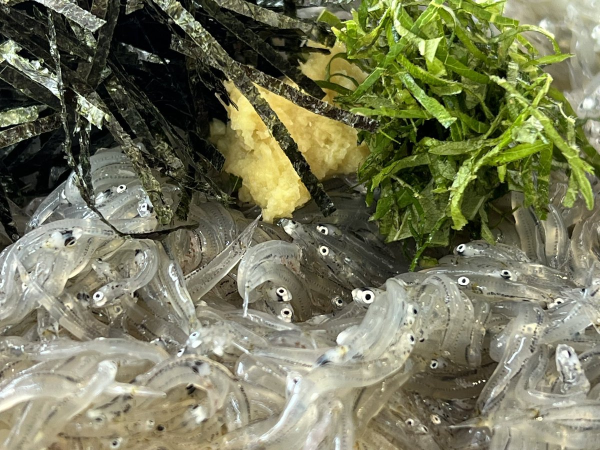 YuichirouButter's tweet photo. 湘南にある「しらすや」でしらす丼食べました。取れたてのしらす。
#しらすや #しらす丼 #湘南 https://t.co/SMleA9TOzc
