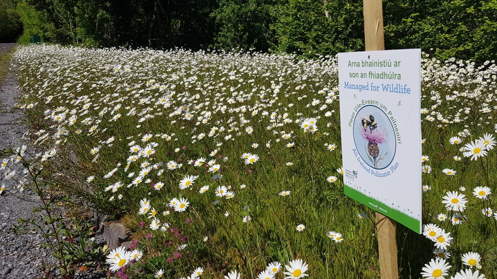 GlengarriffWood's tweet photo. Some fabulous roadside verges in Glengarriff at the moment! @VisitGleng #CoCork #tidytowns #nature #wildflowers #pollinatorplan https://t.co/9D6yvP0AFR
