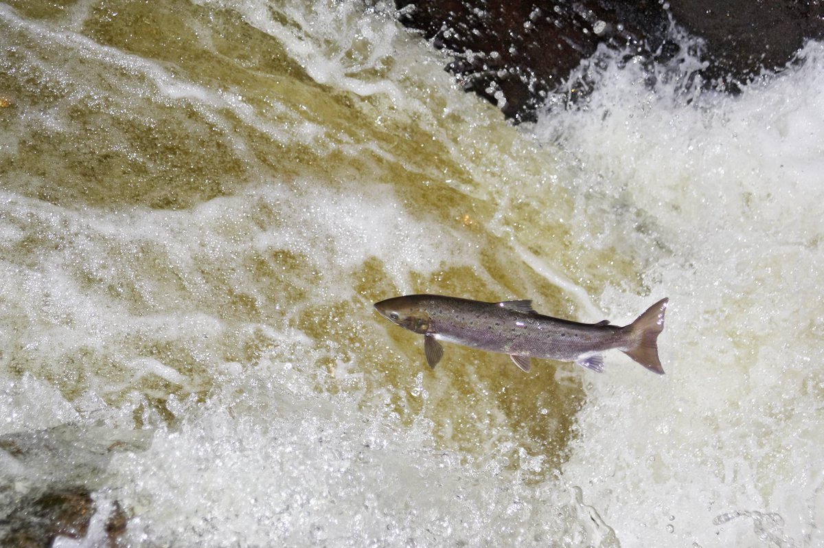 Haven't managed to catch #Riverwoods yet? We're hosting a remote screening, exclusive to our #BigPicture community.

Sign up now to receive a free digital copy of our book, SCOTLAND: A Rewilding Journey &amp; a private link to join us on 6th June.

scotlandbigpicture.com/big-picture-co…