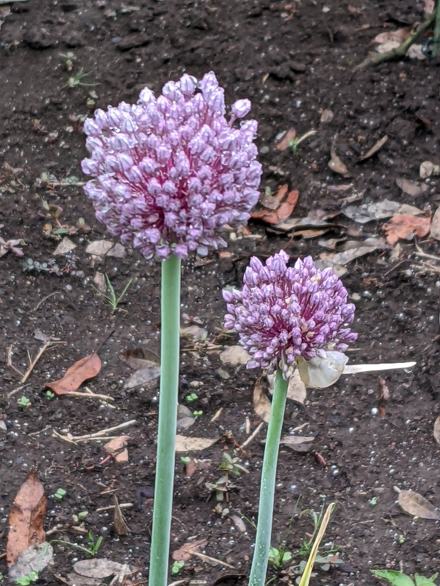Takotako ニンニクの花 Tlを花でいっぱいにしよう T Co sm10nsax Twitter